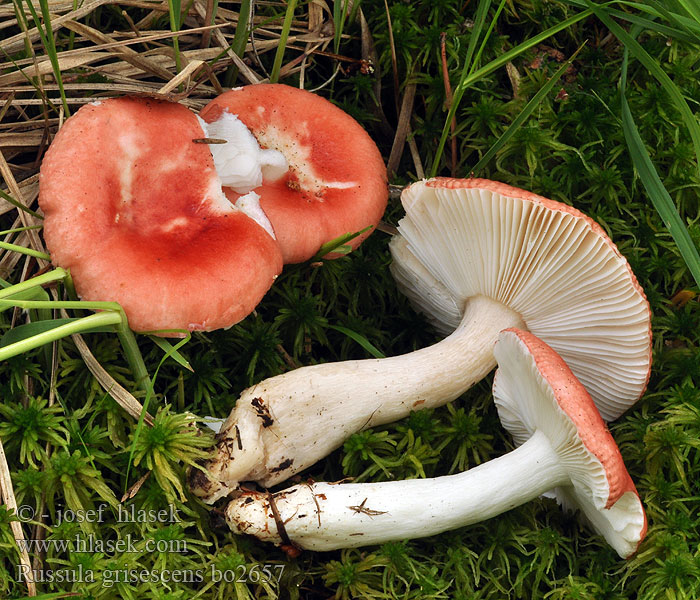 Russula griseascens Graustiel Speitäubling Plávka škodlivá šednúca