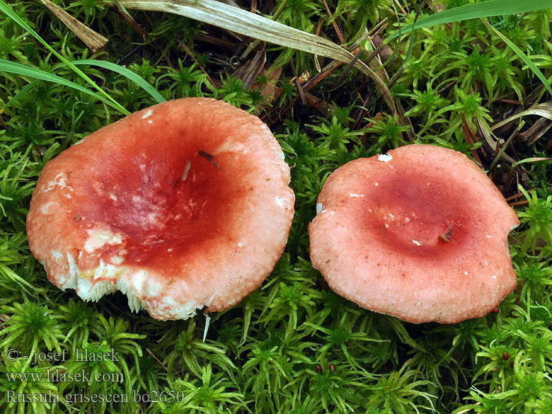 Russula_grisescens_bo2650