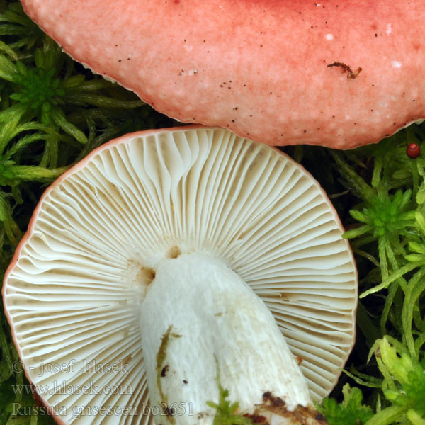 Russula_grisescens_bo2651