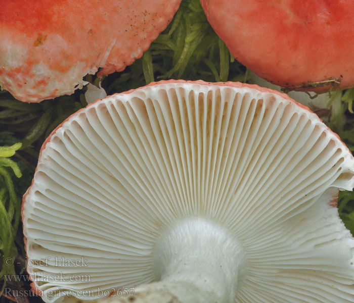 Russula griseascens Gråstilket giftkremle Grånande giftkremla