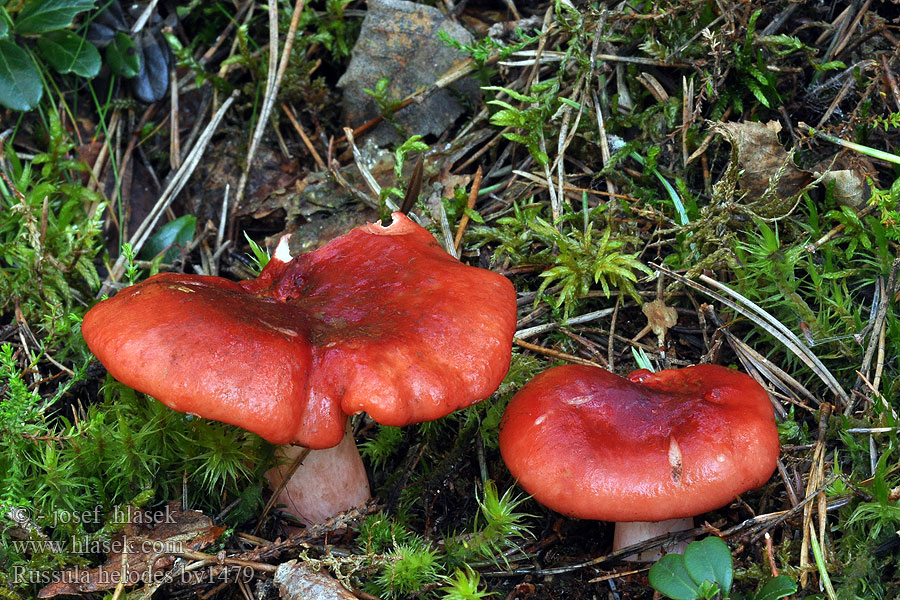 Russula helodes Holubinka rašelinná