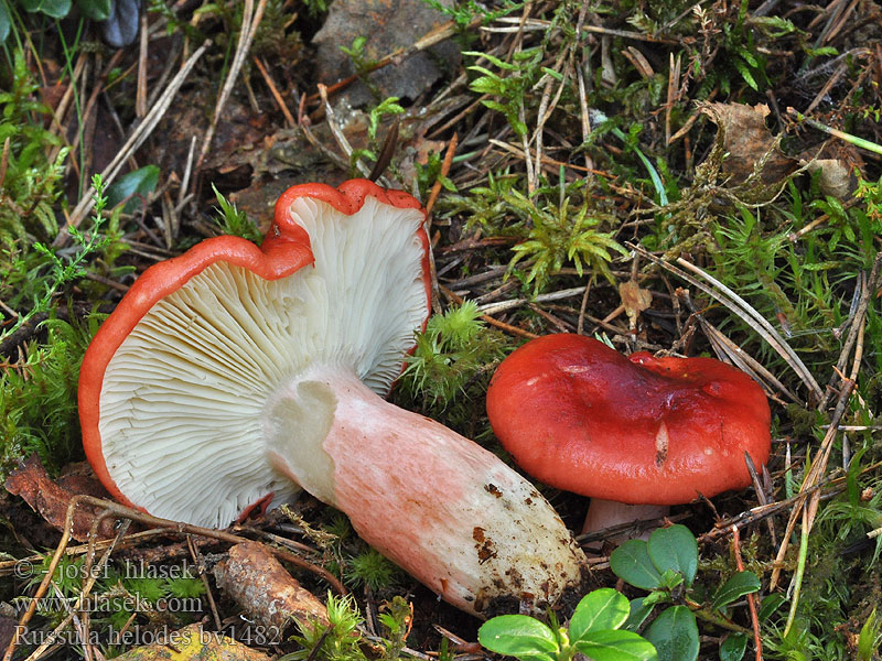 Russula helodes Sumpf-Täubling