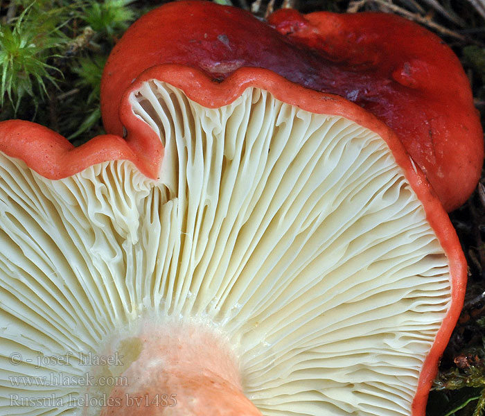 Russula helodes Moerasrussula