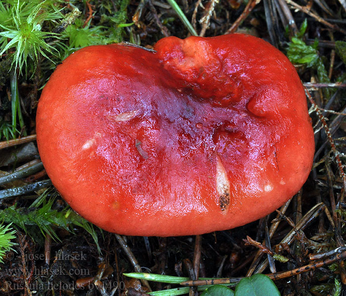 Russula helodes Plávka močiarna