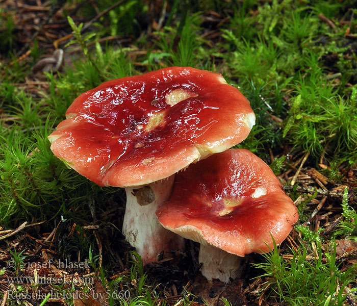 Russula helodes Sump-skørhat