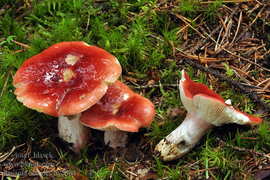 Russula helodes Russule marais