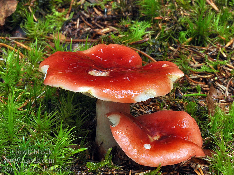 Russula helodes Myrkremla Helohapero