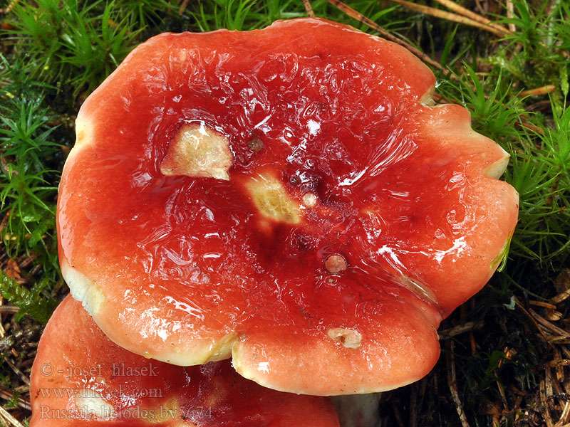 Russula helodes Grånende lakkremle