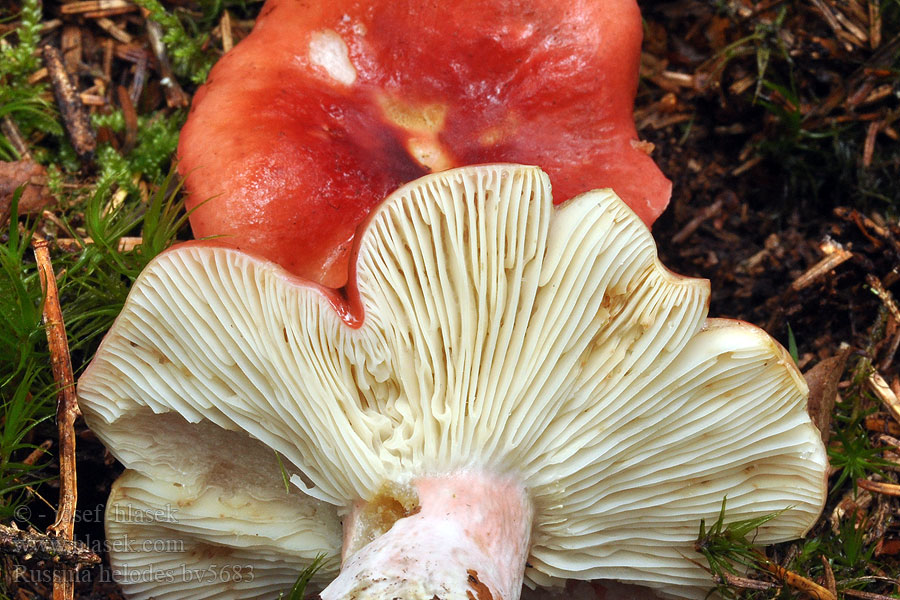 Russula helodes Сыроежка болотная