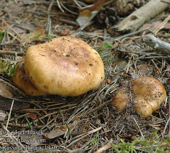 Russula illota Mørkægget skørhat persikekremla Spikkelsneerussula