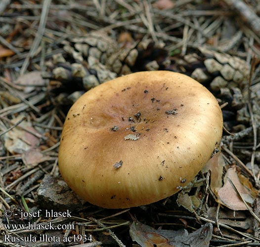 Russula illota Morsetäubling Gołąbek brudny Plávka škvrnitolupeňová Holubinka tmavolemá Mörkeggad stinkkremla