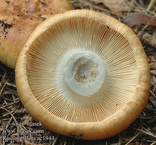 Russula illota ac1944