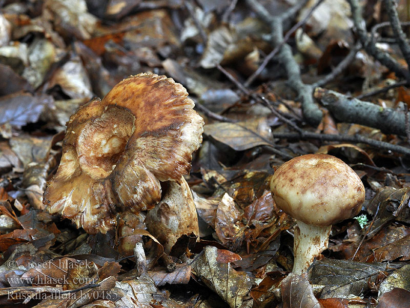 Russula illota Mørkægget skørhat Persikekremla