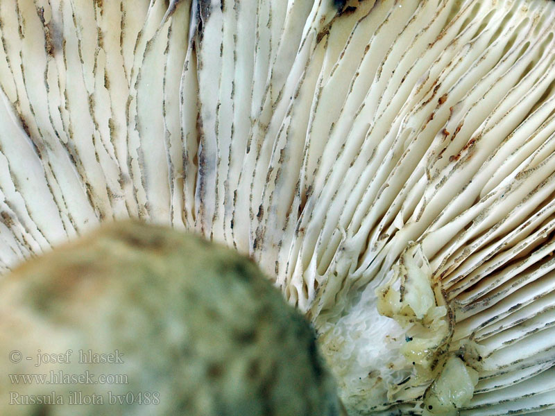 Russula illota Morsetäubling Gołąbek brudny