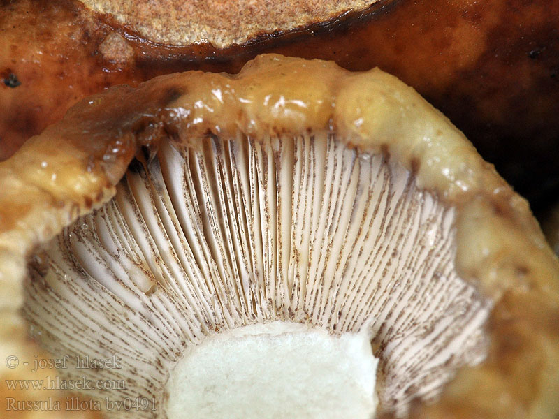 Russula illota Holubinka tmavolemá