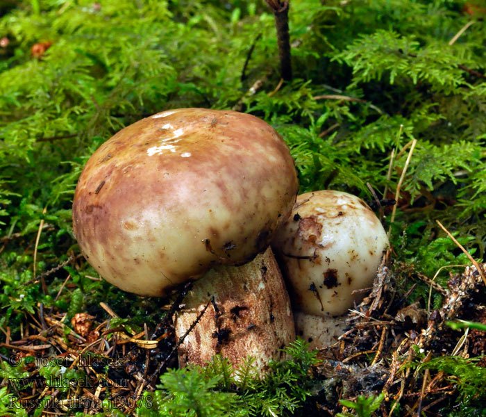 Holubinka tmavolemá Russula illota