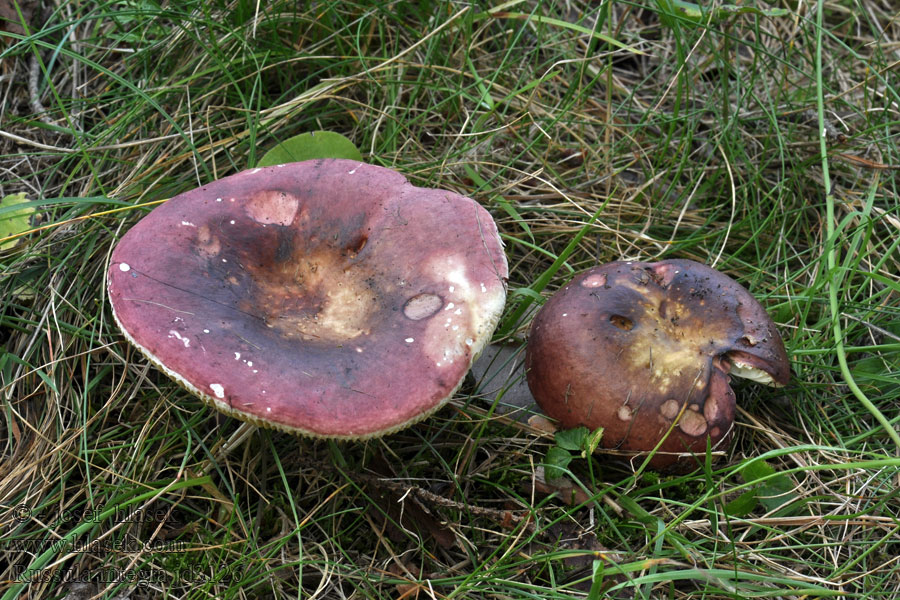 Russula integra Holubinka celokrajná Braune Braunrote Leder-Täubling