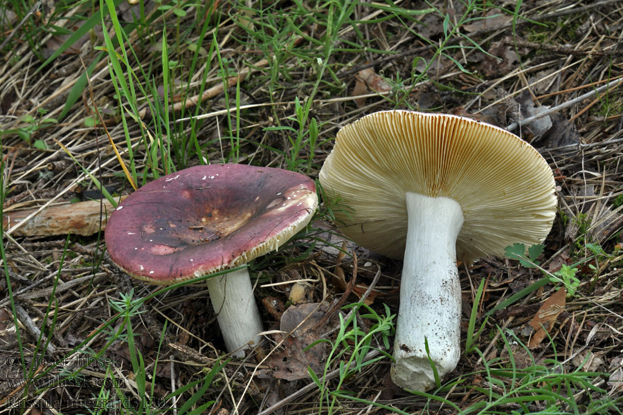 Russula integra Glanzende russula Gołąbek słodkawy