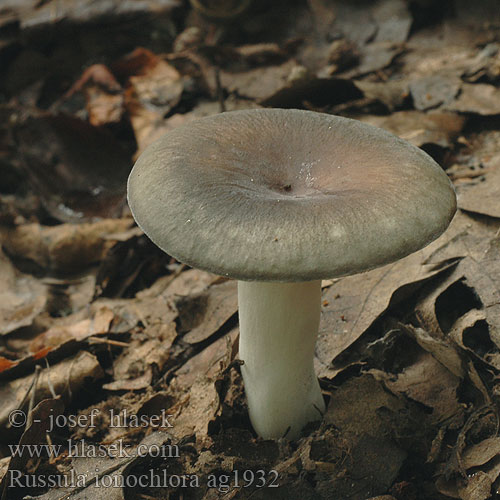 Russula ionochlora Violetgrøn skørhat brunviolett kremla