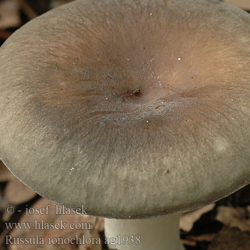 Russula ionochlora Violetgroene Papageientäubling