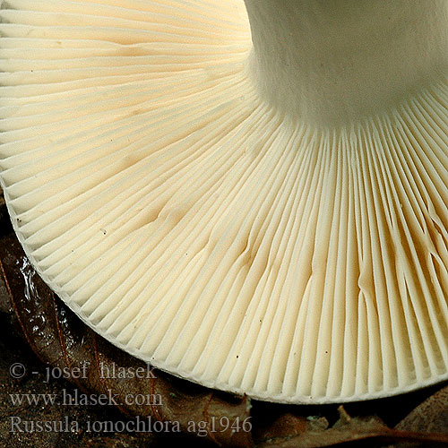 Russula ionochlora Gołąbek fiołkowozielony Fann iriskremla