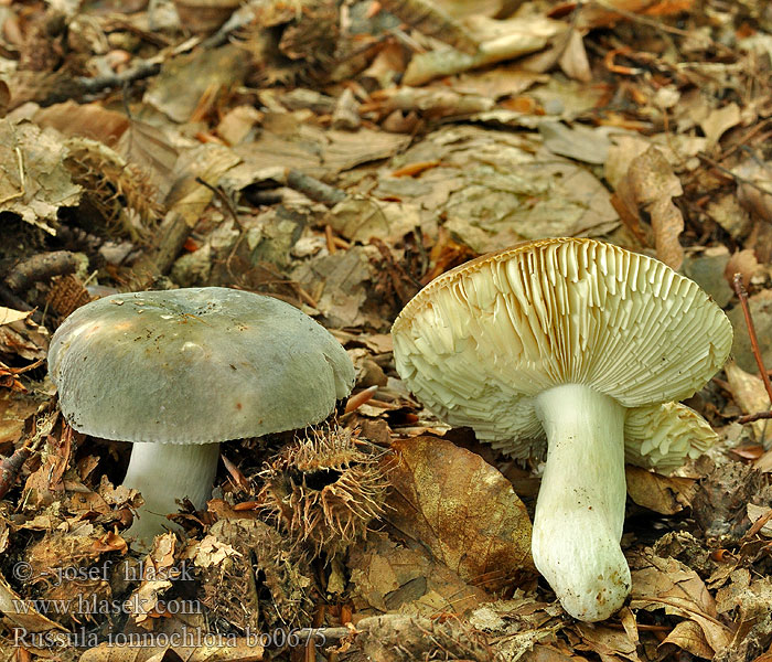 Russula ionochlora Holubinka fialovozelená Siva golobica