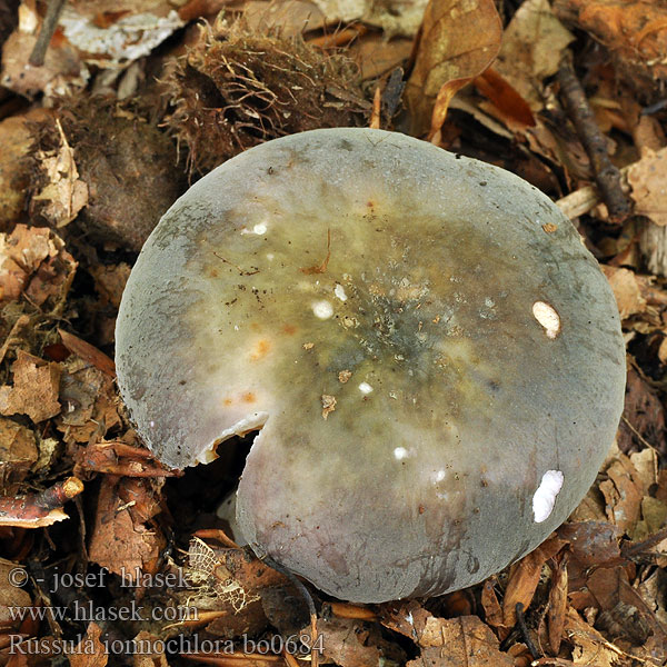 Russula ionochlora Violetgrøn skørhat Brunviolett kremla