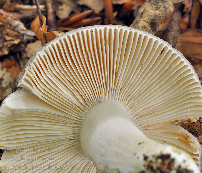 Russula ionochlora Violetgroene Papageientäubling