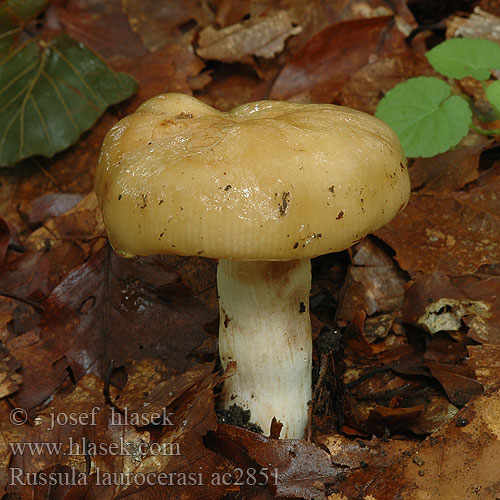 Russula laurocerasi Tuoksuhapero Amandelrussula Mandeltäubling