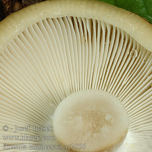 Russula laurocerasi Gołąbek gorzkomigdałowy Plávka horkomandľová