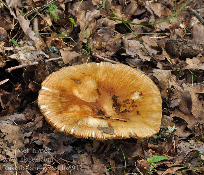 Russula laurocerasi Holubinka hořkomandlová