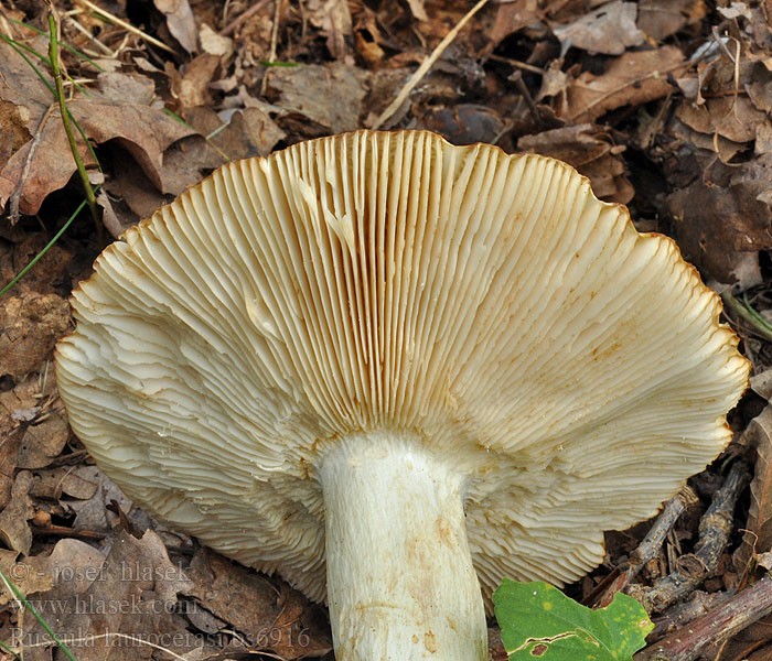 Russula laurocerasi Mandeltäubling Holubinka hořkomandlová