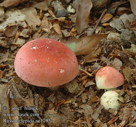 Russula lepida Rusohapero russule jolie Potloodrussula