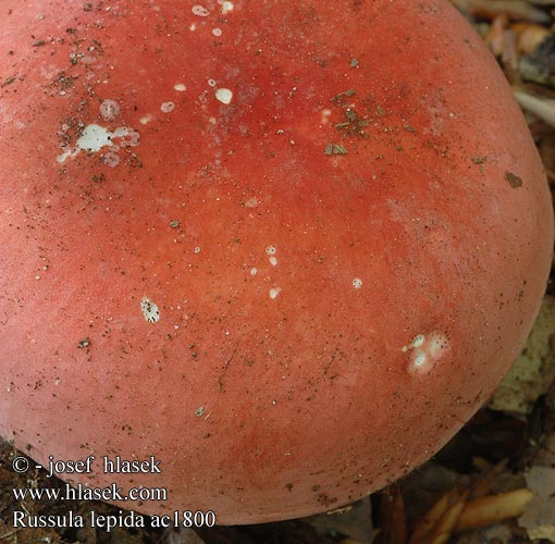 Russula lepida Plávka úhľadná Holubinka sličná fagerkremla