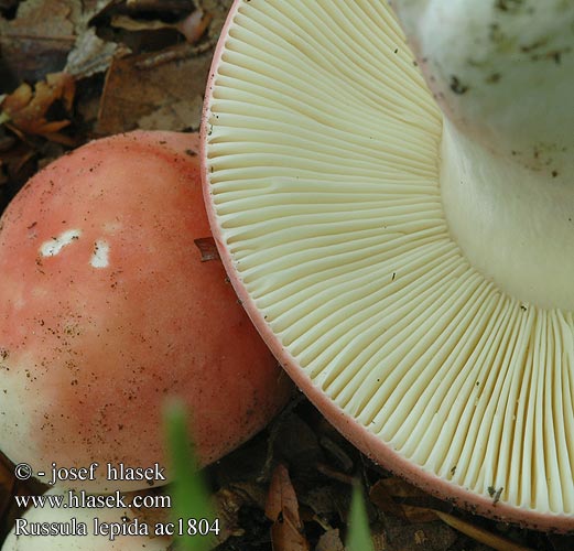 Russula lepida Holubinka sličná fagerkremla Сыроежка красивая