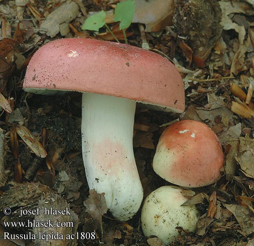 Russula lepida Сыроежка красивая Rusohapero russule jolie