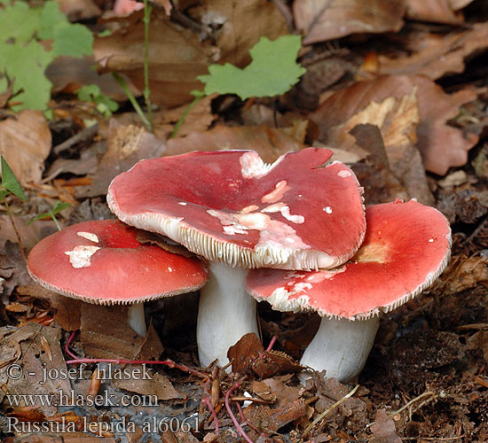 Russula lepida al6061