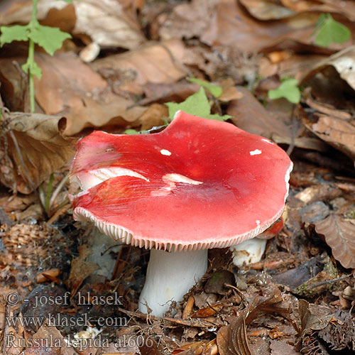 Purple russula 鳞盖红菇（ Trda golobica ヤブレベニタケ 졸각무당버섯