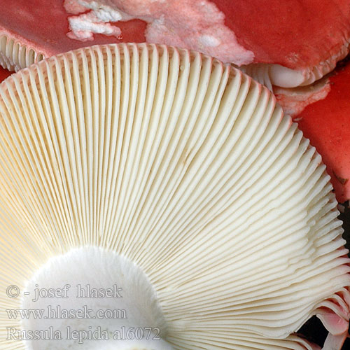 Russula lepida al6072