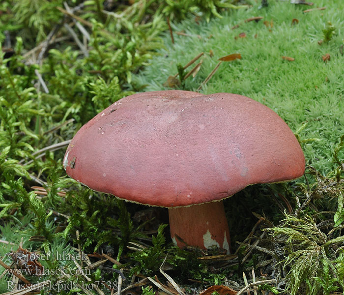 Russula lepida Potloodrussula Zinnobertäubling Zinnober Täubling