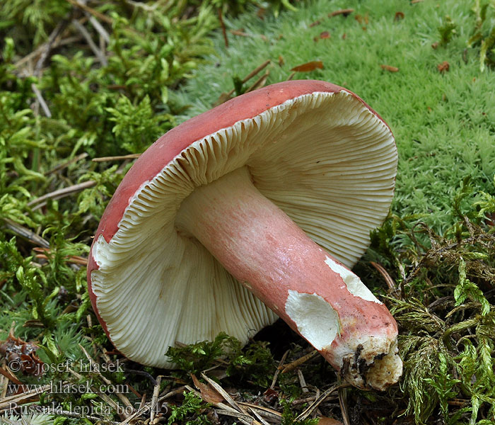 Russula lepida Plávka úhľadná Holubinka sličná