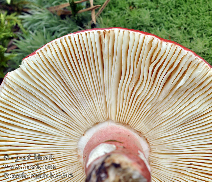 Russula lepida Fagerkremla Сыроежка красивая Purple russula