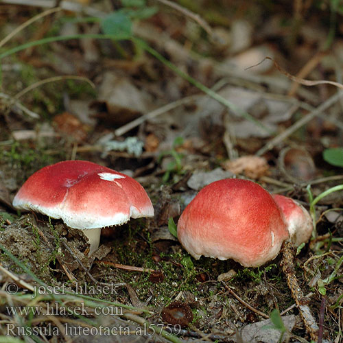 Russula luteotacta Holubinka citlivá Plávka žltnúca Gołąbek żółknący Gulplettet gift-skørhat Rumeneča golobica Gelbfleckender Täubling 단심무당버섯 Keltatäplähapero Geelvlekkende russula Sárguló galambgomba Gulflekket giftkremle Gulnande blodkremla