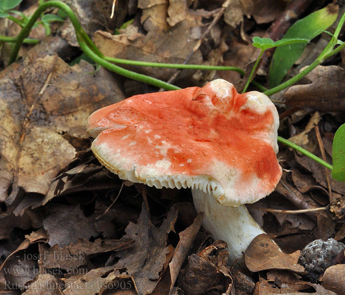 Russula_luteotacta_bs6905