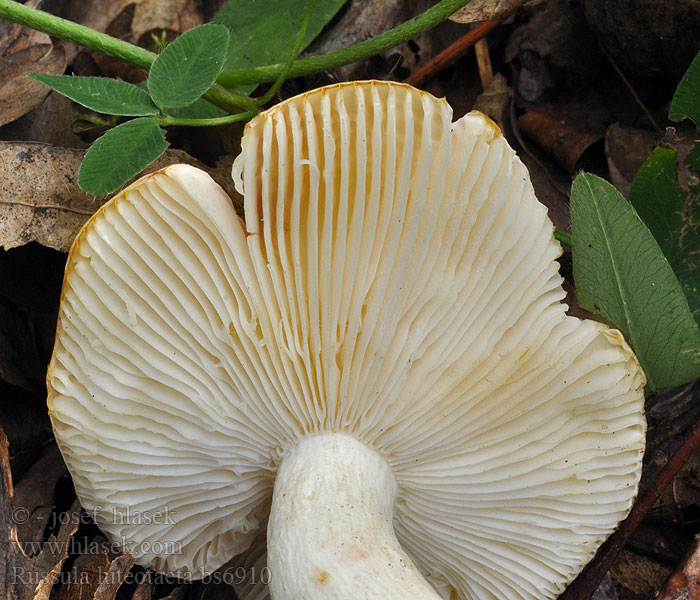 Russula_luteotacta_bs6910