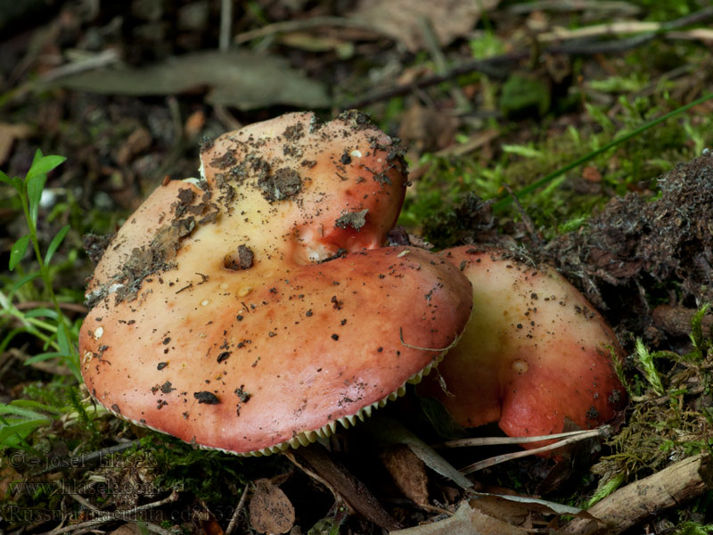 Russula maculata Holubinka skvrnitá Gefleckte Täubling Flecken