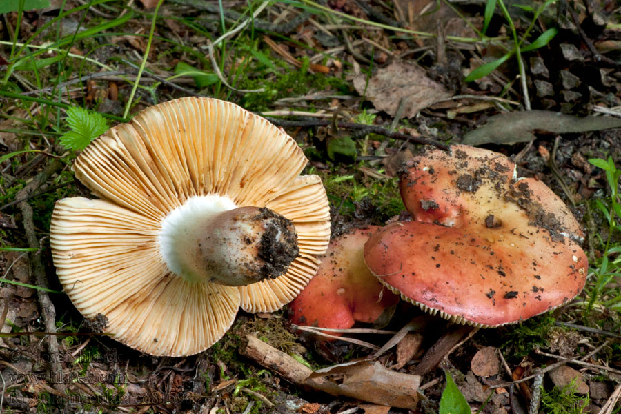 Gevlekte russula Gołąbek plamisty Plávka škvrnitá