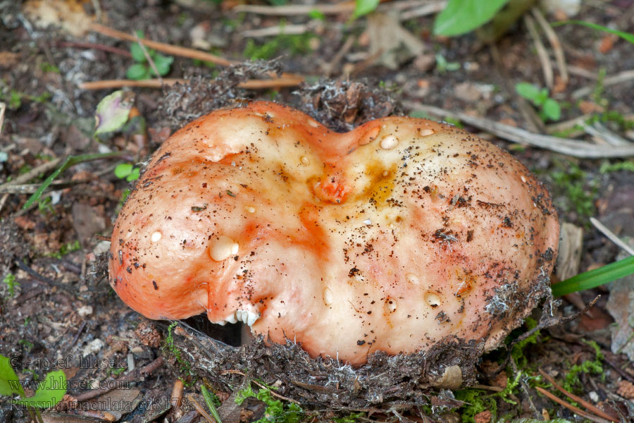 Сыроежка пятнистая Foltos galambgomba Russula maculata