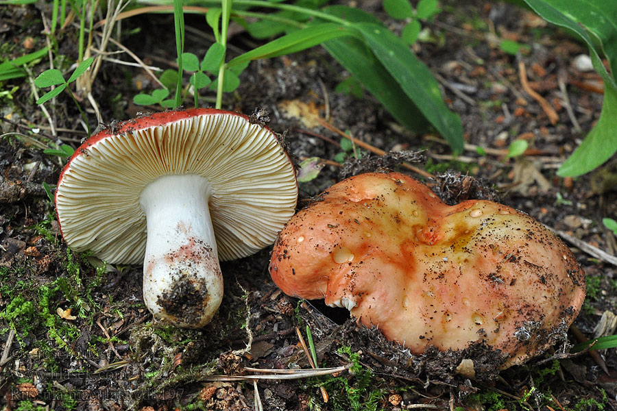 Holubinka skvrnitá Russula maculata