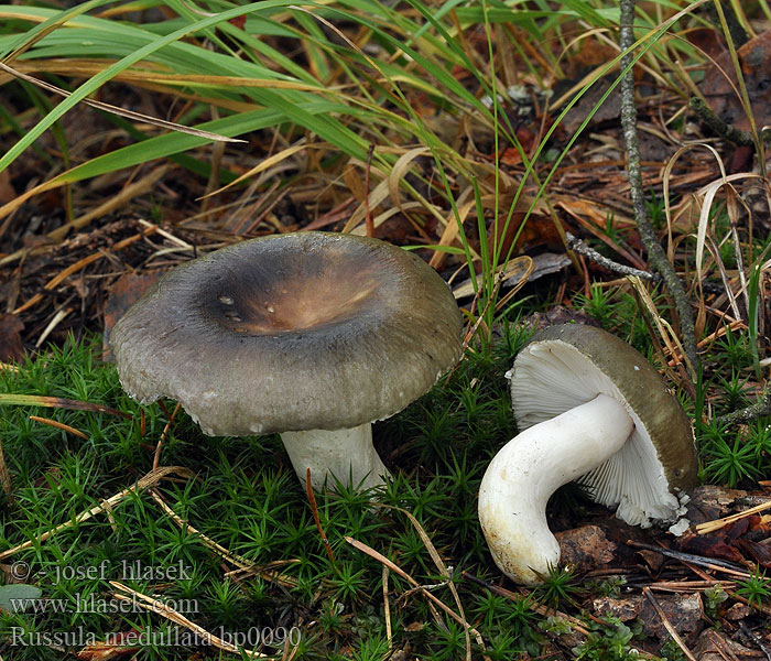 Russula medullata Holubinka dřeňová dužinatá Mergrussula